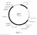 Fig. 04 - Manipulation of genes of the mevalonate and isoprenoid pathways to create novel traits in transgenic organisms