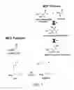 Fig. 06 - Manipulation of genes of the mevalonate and isoprenoid pathways to create novel traits in transgenic organisms