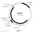 Fig. 08 - Manipulation of genes of the mevalonate and isoprenoid pathways to create novel traits in transgenic organisms