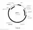 Fig. 09 - Manipulation of genes of the mevalonate and isoprenoid pathways to create novel traits in transgenic organisms