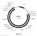 Fig. 10 - Manipulation of genes of the mevalonate and isoprenoid pathways to create novel traits in transgenic organisms