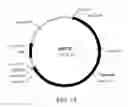 Fig. 16 - Manipulation of genes of the mevalonate and isoprenoid pathways to create novel traits in transgenic organisms