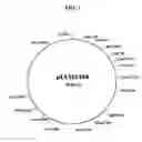 Fig. 02 - Rhodococcus - E. coli shuttle vector