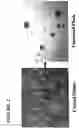 Fig. 03 - Neural crest stem cells and uses thereof