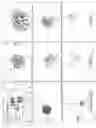Fig. 04 - Neural crest stem cells and uses thereof