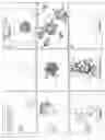 Fig. 05 - Neural crest stem cells and uses thereof
