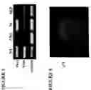 Fig. 06 - Neural crest stem cells and uses thereof