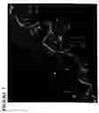 Fig. 07 - Neural crest stem cells and uses thereof