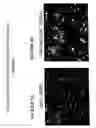 Fig. 09 - Neural crest stem cells and uses thereof