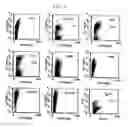Fig. 09 - Methods of expanding and selecting disease associated T-Cells