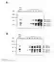 Fig. 03 - Recombinant herpes viruses for preparing recombinant adeno-associated viruses