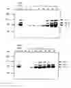 Fig. 04 - Recombinant herpes viruses for preparing recombinant adeno-associated viruses