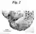 Fig. 03 - Tri-functional nanospheres