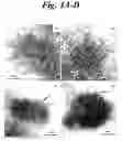 Fig. 04 - Tri-functional nanospheres