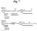 Fig. 08 - Tri-functional nanospheres