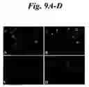 Fig. 10 - Tri-functional nanospheres