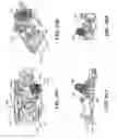 Fig. 56 - Vehicle suspension for a model vehicle