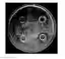 Fig. 01 - Antifungal bifunctional molecules, methods of construction and methods of treating fungal infection therewith