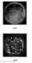Fig. 08 - Antifungal bifunctional molecules, methods of construction and methods of treating fungal infection therewith