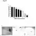 Fig. 06 - Treatment
