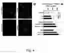 Fig. 05 - Elastin protective polyphenolics and methods of using the same