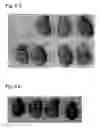 Fig. 04 - Cxcr4 antagonist and use thereof
