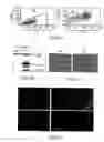 Fig. 06 - Methods for evaluating genetic susceptibility and therapy for chronic inflammatory diseases