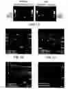 Fig. 02 - Purinergic modulation of smell