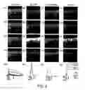 Fig. 05 - Purinergic modulation of smell