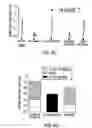 Fig. 10 - Purinergic modulation of smell