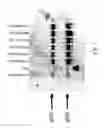 Fig. 09 - Cytokine polypeptides and nucleic acids