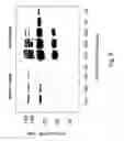 Fig. 10 - Cytokine polypeptides and nucleic acids
