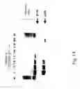 Fig. 17 - Cytokine polypeptides and nucleic acids
