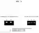 Fig. 06 - Methods of isolating and amplifying nucleic acids using silanized solid support