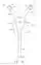 Fig. 13 - System comprising thong-shaped holder and absorbent article