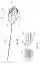 Fig. 03 - Surgical device for retrieval of foreign objects from a body