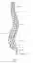 Fig. 02 - Prostheses and methods for replacement of natural facet joints with artificial facet joint surfaces