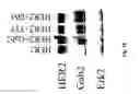 Fig. 28 - Gab2 (p97) gene and methods of use thereof