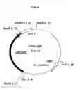 Fig. 02 - Histamine hyperproductive animal