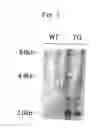 Fig. 03 - Histamine hyperproductive animal