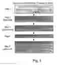 Fig. 02 - Method for generating plant diversity by incorporation of microsatellite sequences into the plant genome
