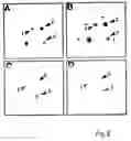 Fig. 09 - Viability