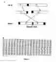 Fig. 02 - Recombinant carrier molecule for expression, delivery and purification of target polypeptides