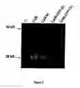Fig. 07 - Recombinant carrier molecule for expression, delivery and purification of target polypeptides