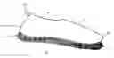Fig. 01 - Scrub shoe
