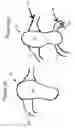 Fig. 06 - Scrub shoe