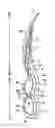 Fig. 01 - Sole structure for a shoe