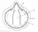 Fig. 01 - Fluid barrier face mask