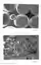 Fig. 03 - Titanium powder sintered compact