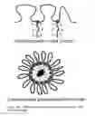 Fig. 05 - Amphiphilic polymers and methods of use thereof